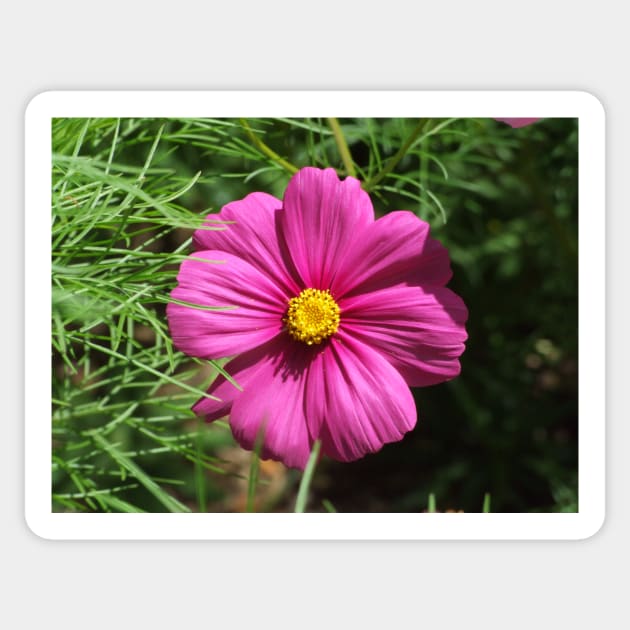 Cosmos Flower Sticker by kirstybush